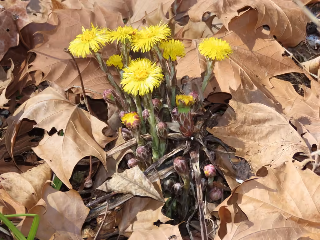 Tussilage pas-d'âne, En fleurs