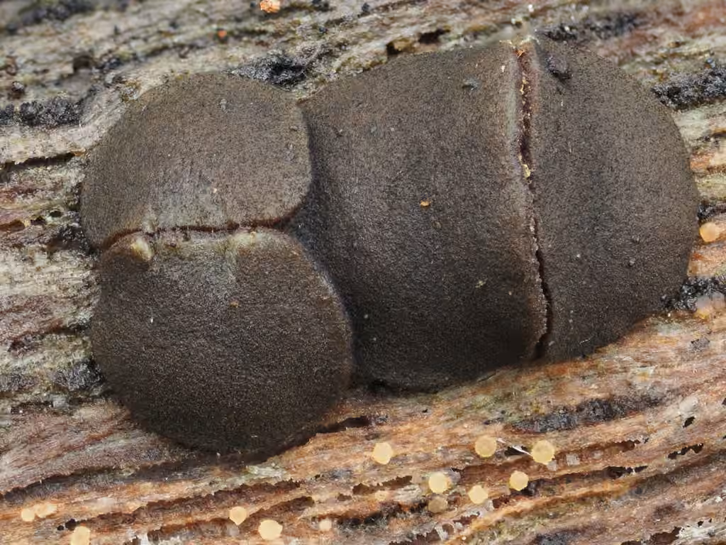 Bulgariella pulla, photo 3 sur 5