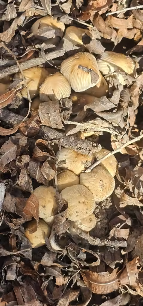 Coprin soupoudré de sucre, photo 2 sur 5