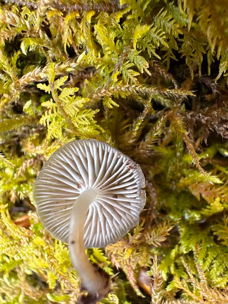 Mycena semivestipes, photo 3 of 5