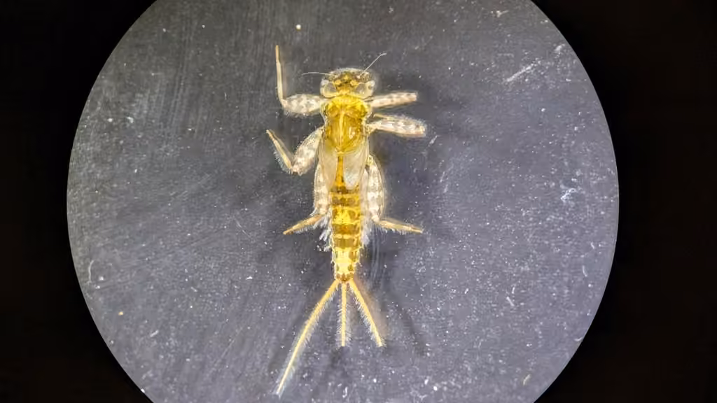 Dark Cahill, Nymph