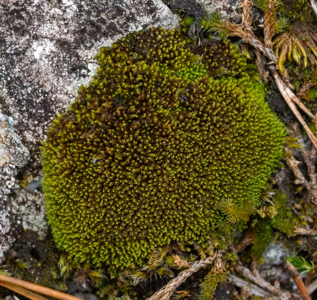 Grimmia dry rock moss, photo 3 of 5