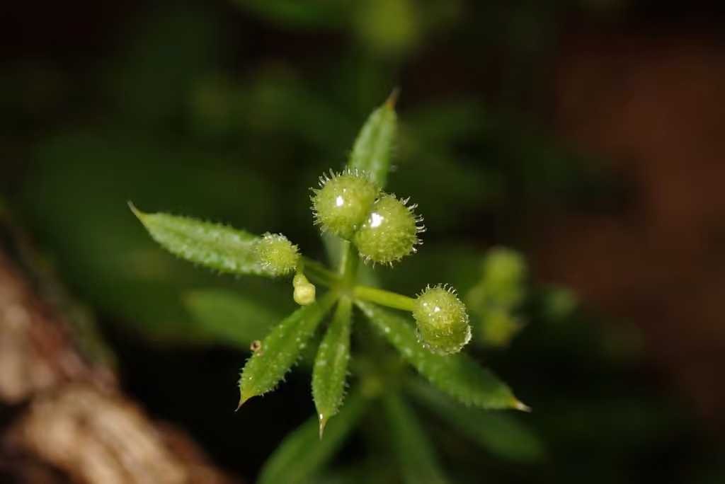 Marin County bedstraw, In flower