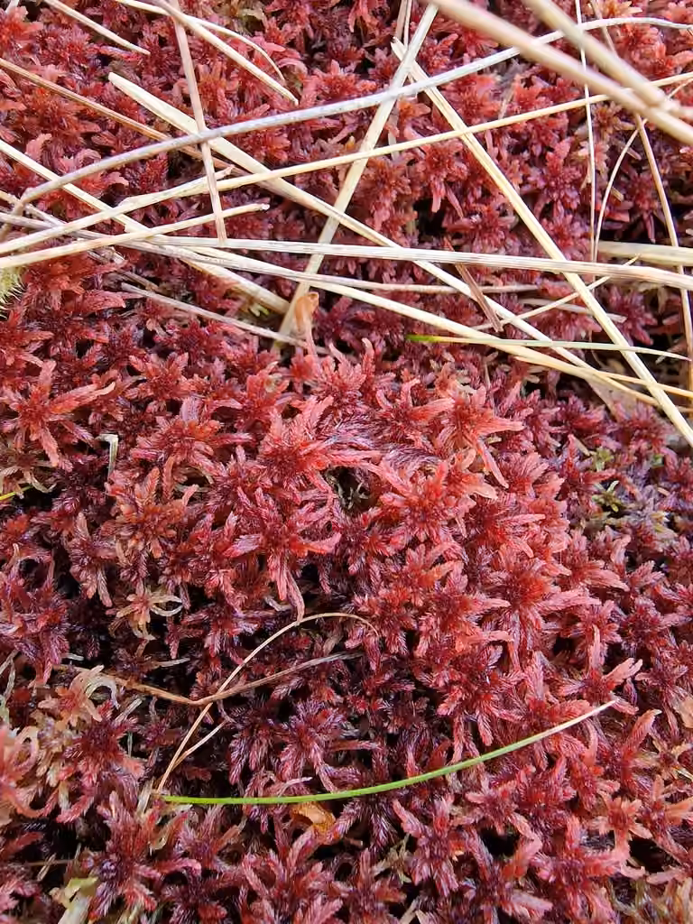 Sphaigne de Warnstorf, photo 1 sur 5