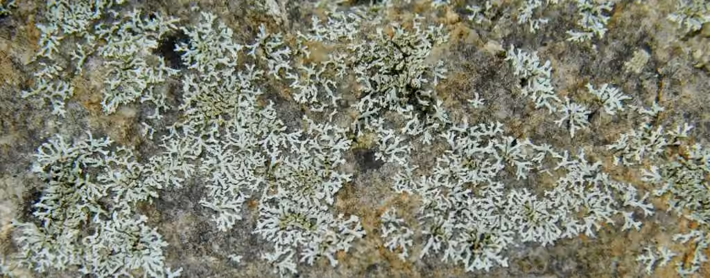 Physcie délicate, photo 2 sur 5