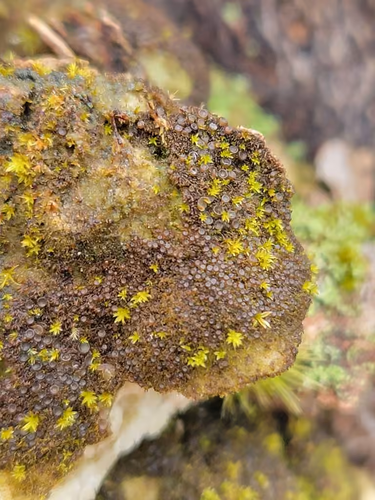 Appressed Jellyskin Lichen, photo 1 of 5