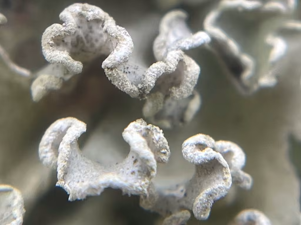 Pacific parmotrema lichen, photo 2 of 5