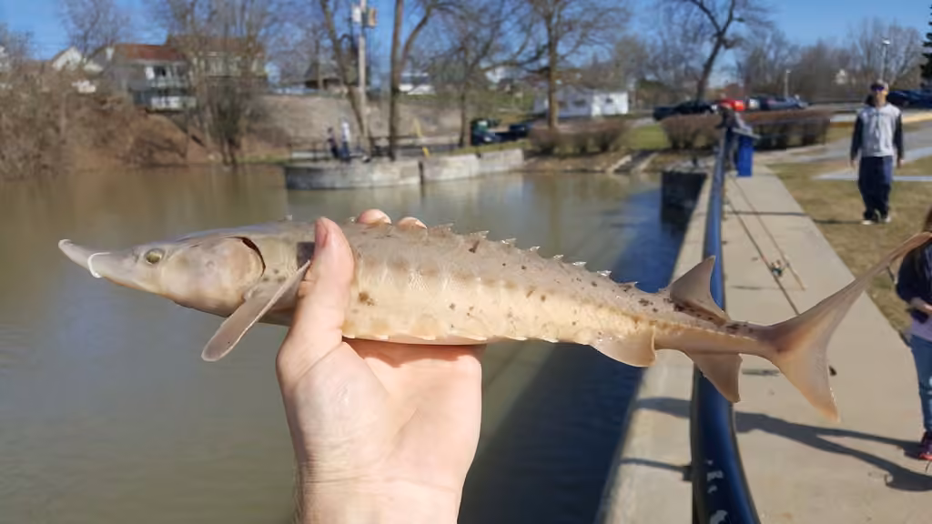 Lake Sturgeon, Juvenile