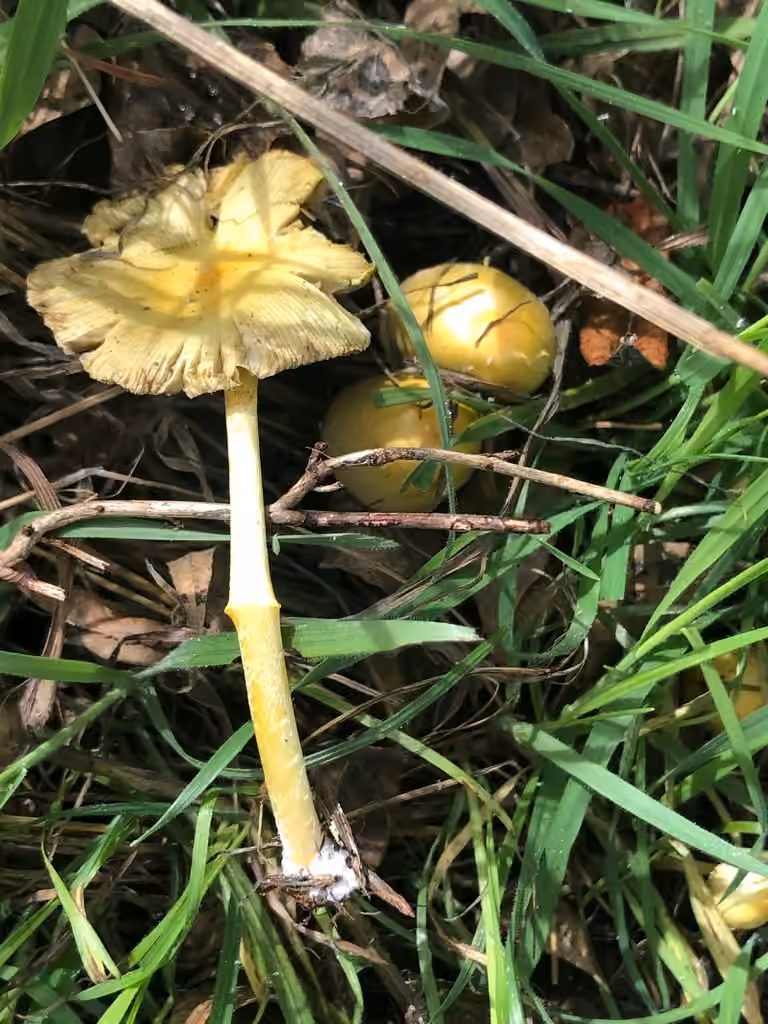 Bolbitie jaune d’œuf