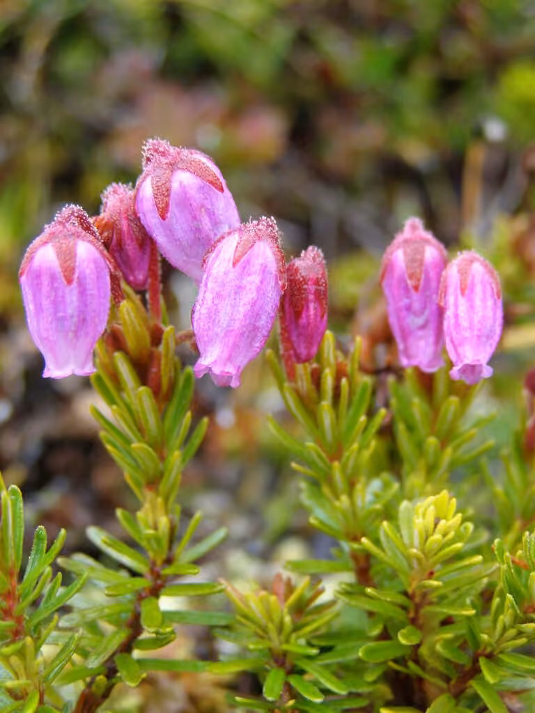 Purple mountain heather, In flower