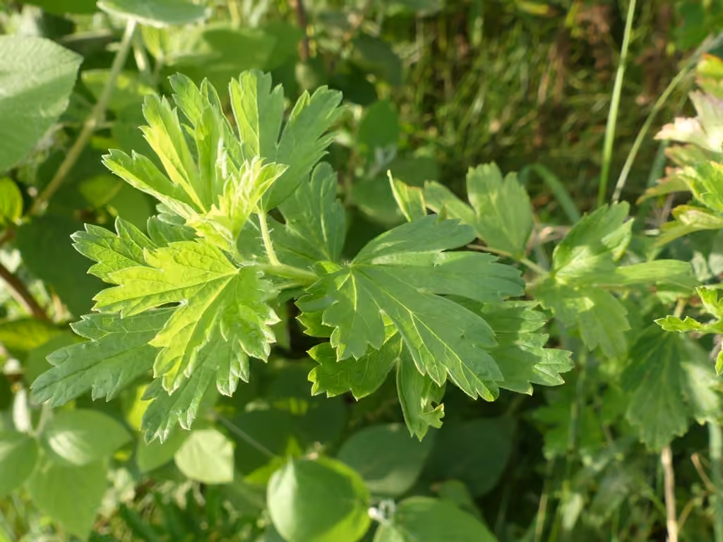 Hairystem gooseberry, In fruit