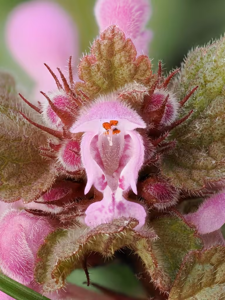 Lamier pourpre, En fleurs