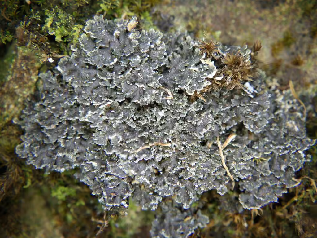 Pannaire des mousses, photo 2 sur 5