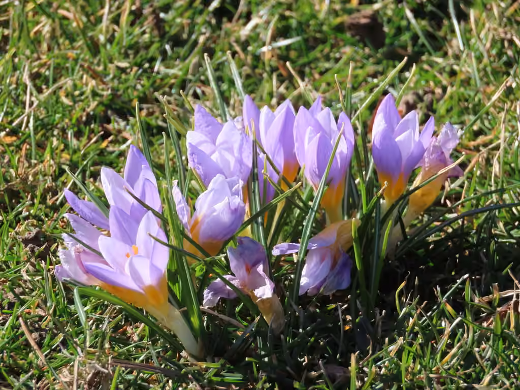 Crocus nivalis, photo 3 sur 5