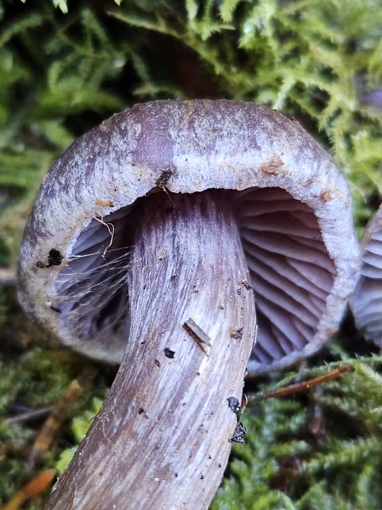 Cortinarius glandicolor, photo 2 sur 5