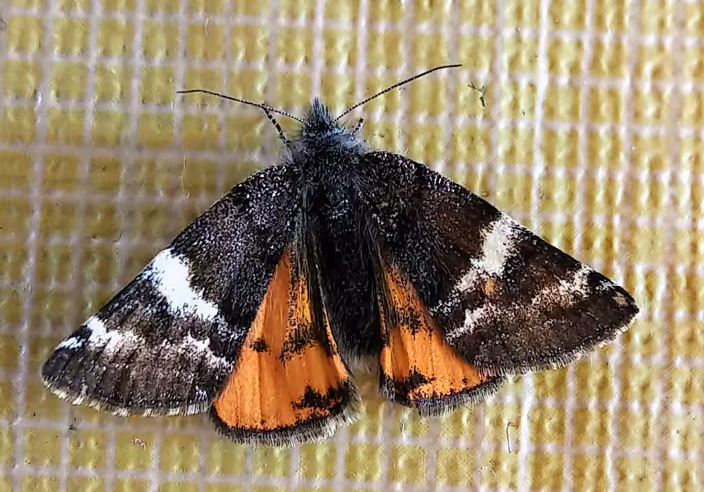 Infant Moth, Adult