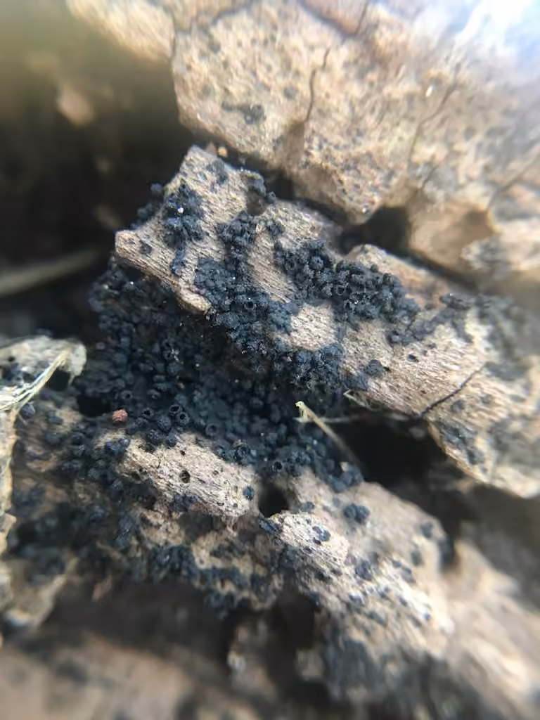 Wood Mulberry, photo 3 of 5