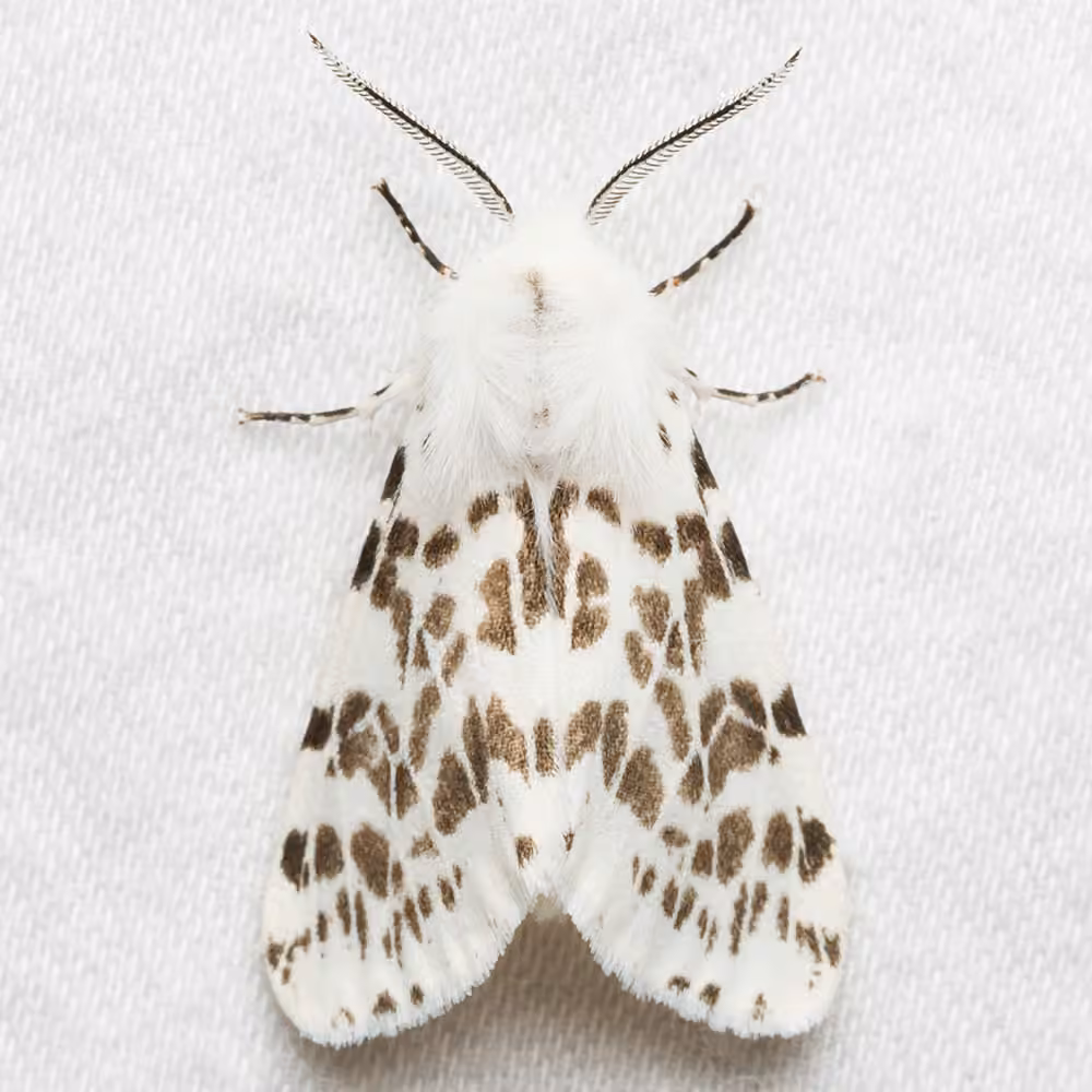 Fall Webworm Moth, photo 1 of 5