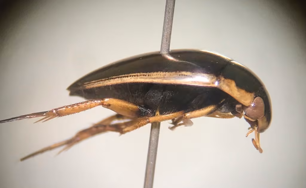 Lateral-lined Water Beetle, photo 3 of 5
