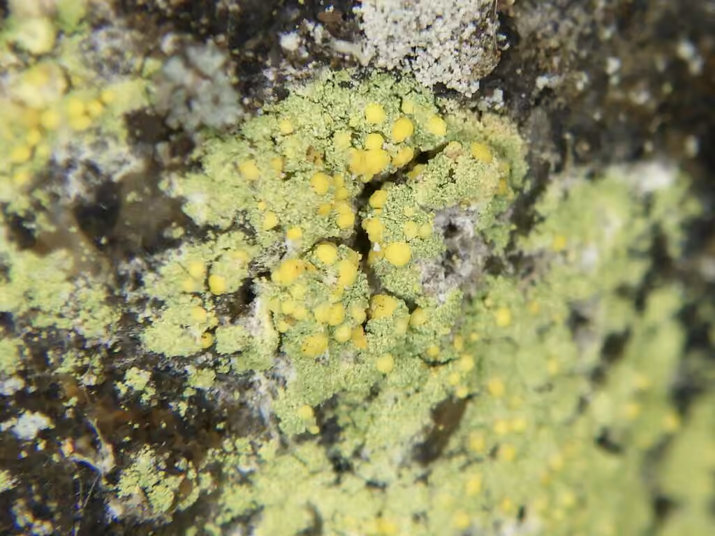 Sulphur Dust Lichen