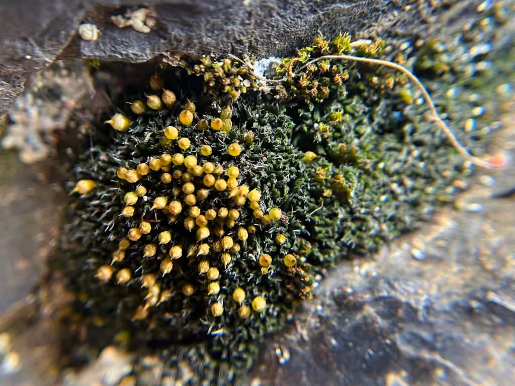 Sieve-tooth Moss, photo 1 of 5