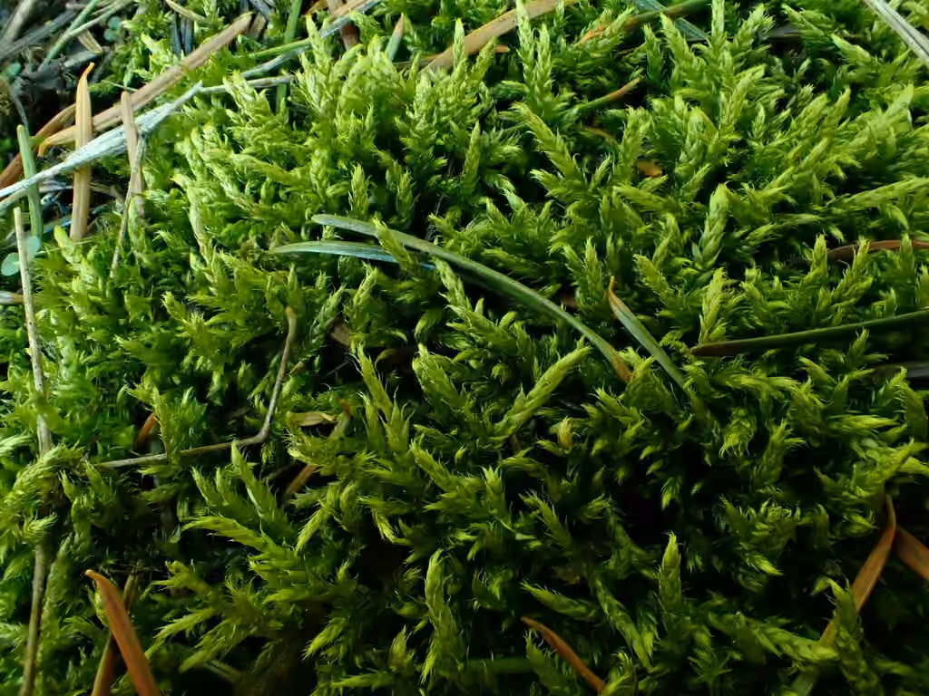 Redfoot Feather-moss, photo 1 of 5