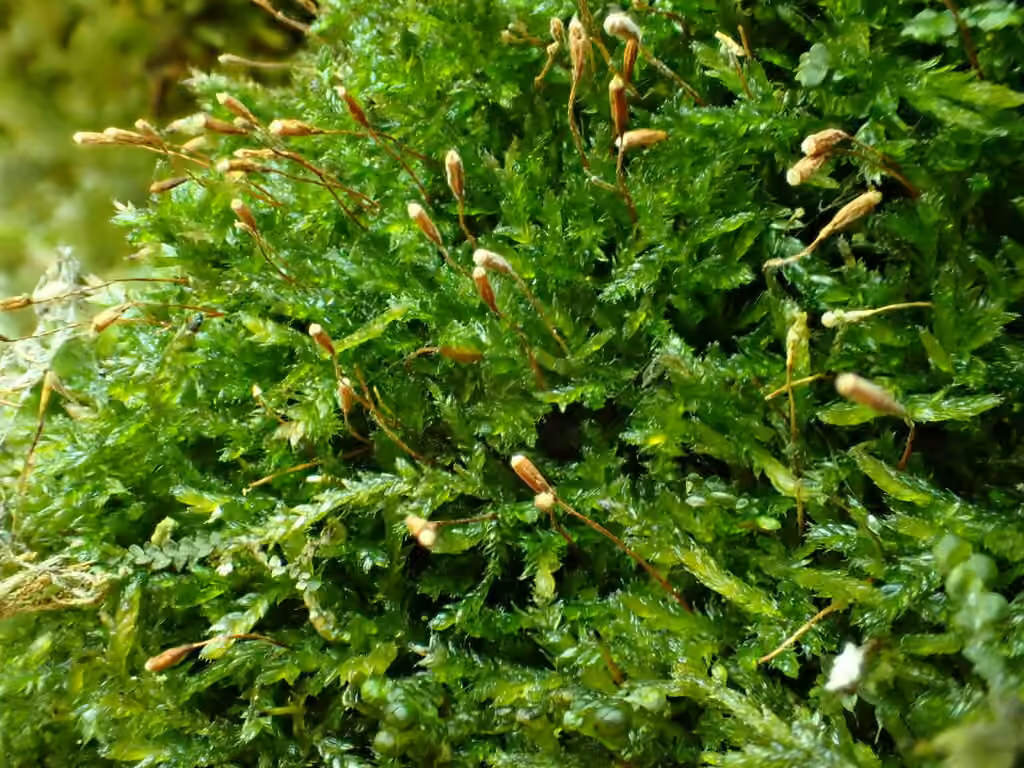Hair Silk Moss, photo 1 of 5