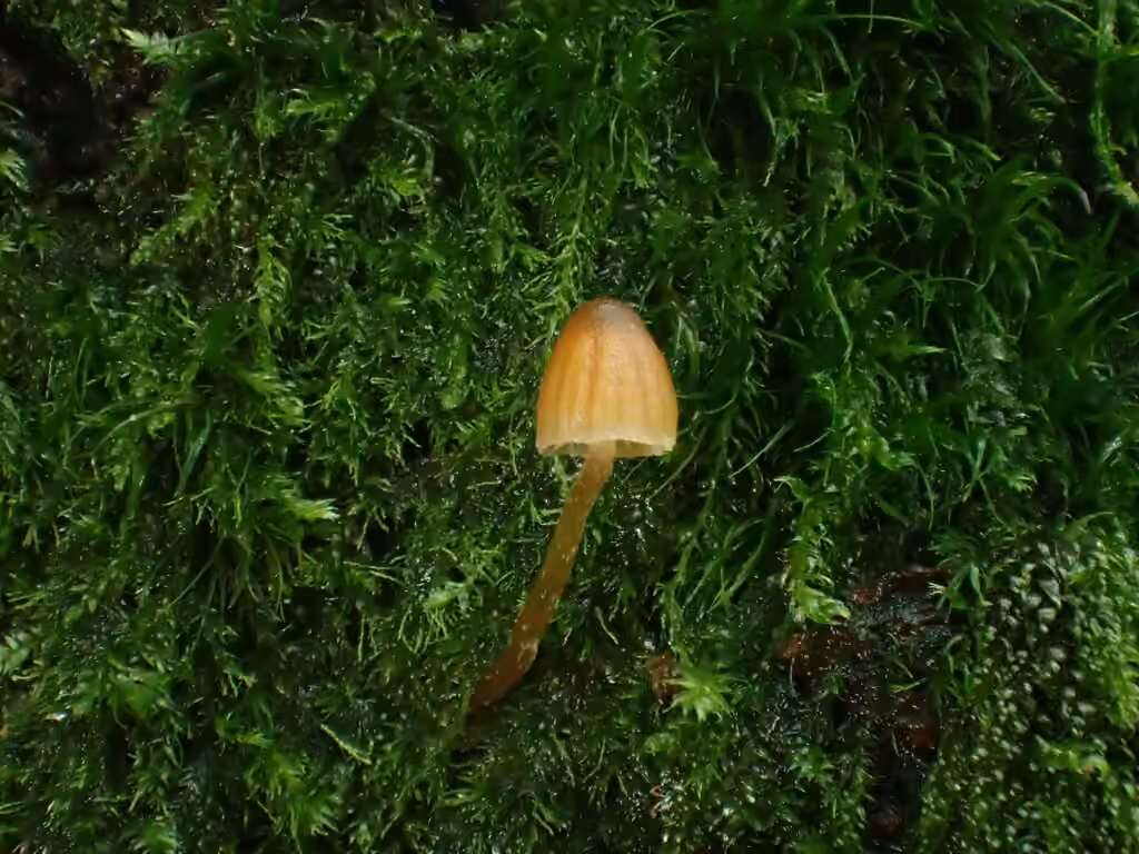 Galerina fallax, photo 2 sur 5