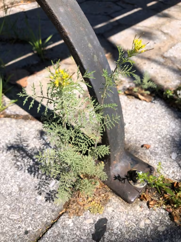 Sagesse-des-chirurgiens, En fleurs