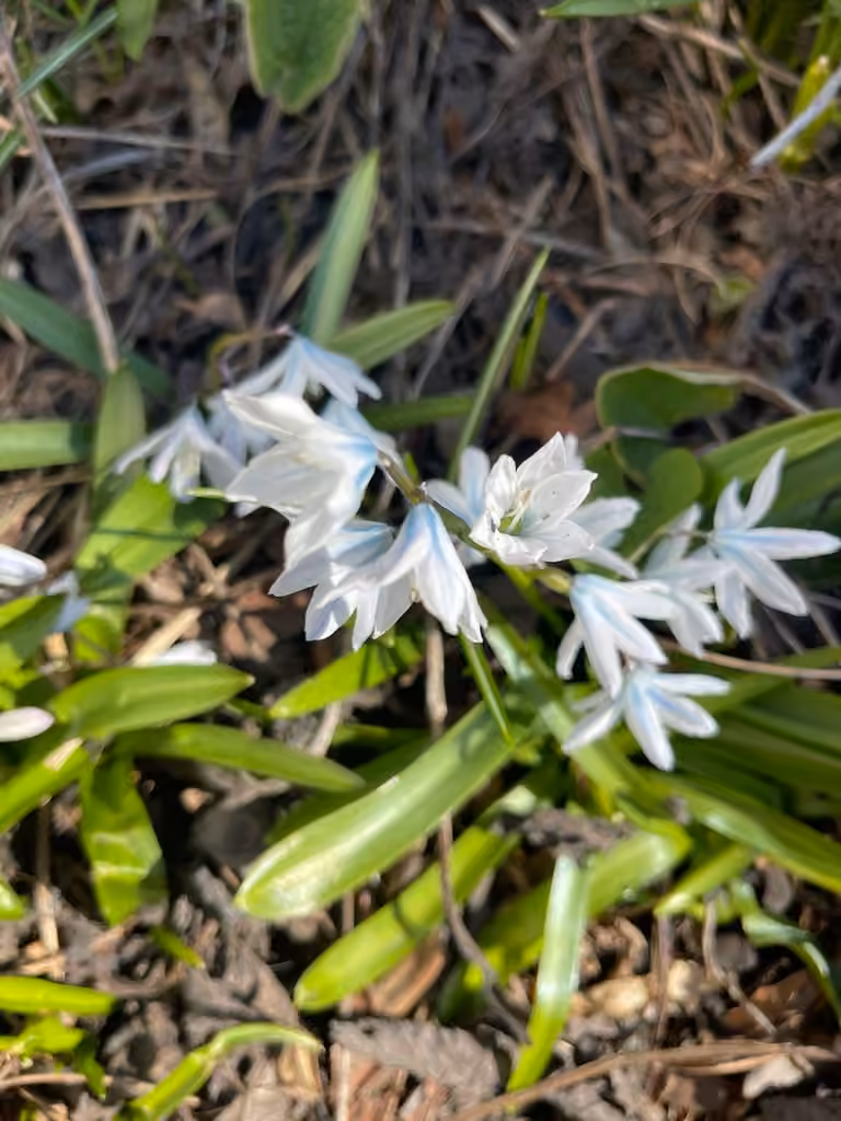 Scille blanche, En fleurs
