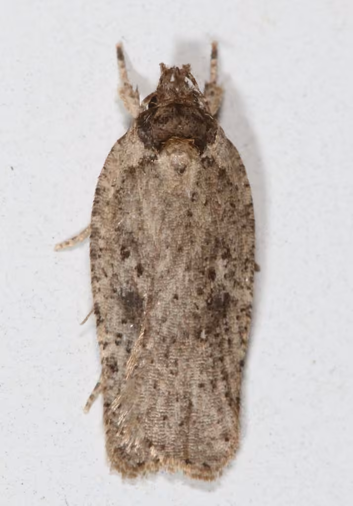 Clay-colored Agonopterix Moth, photo 1 of 5