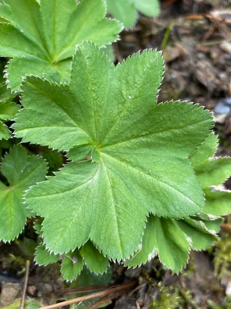 Alchémille jaune vert, photo 1 sur 5