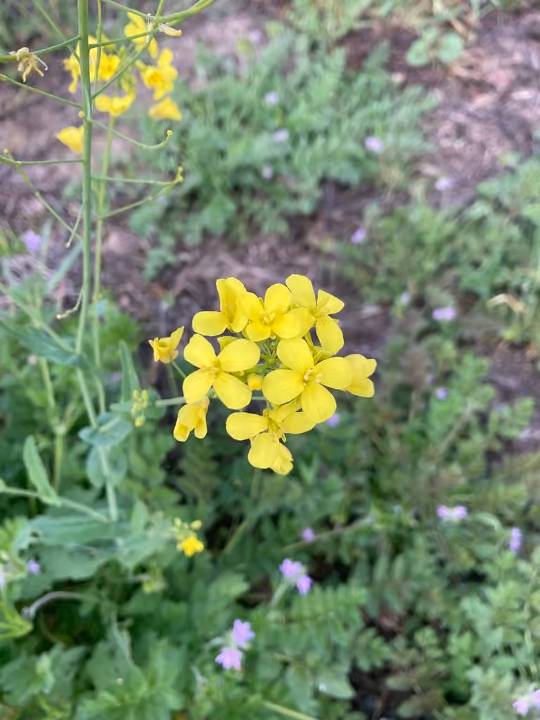 Moutarde des oiseaux, En fleurs