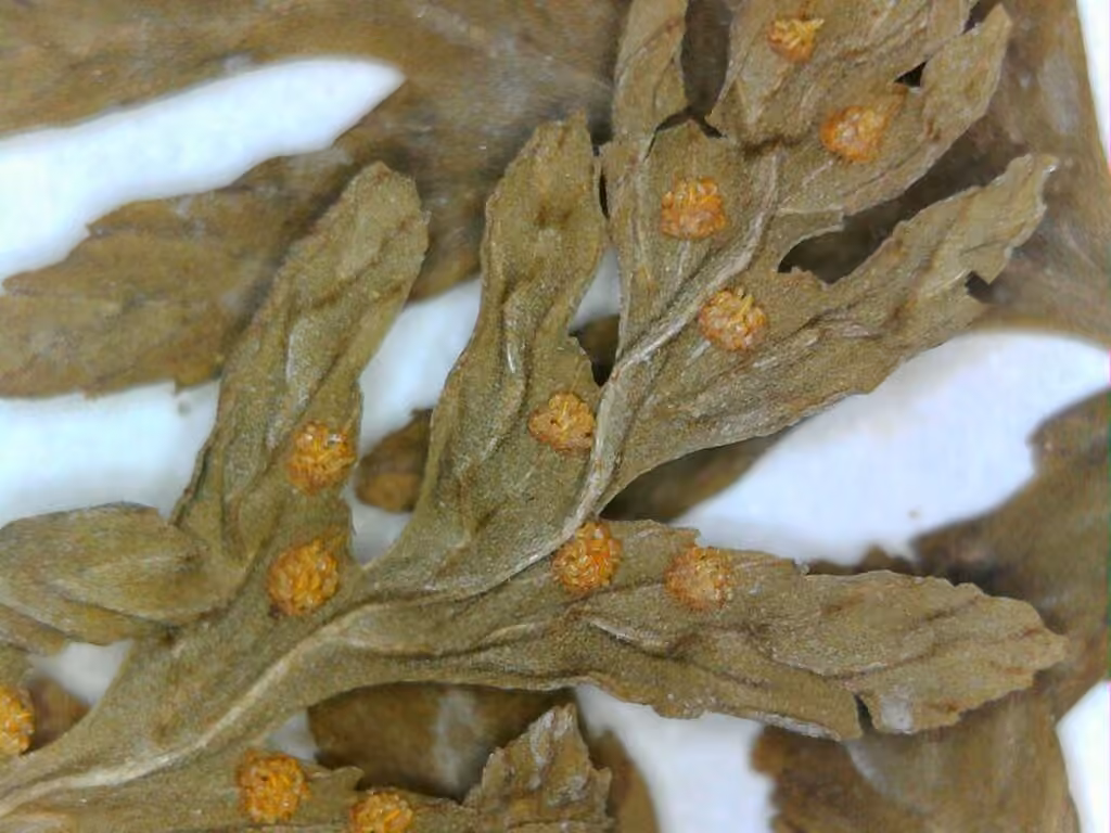 Brittle bladderfern, photo 3 of 5