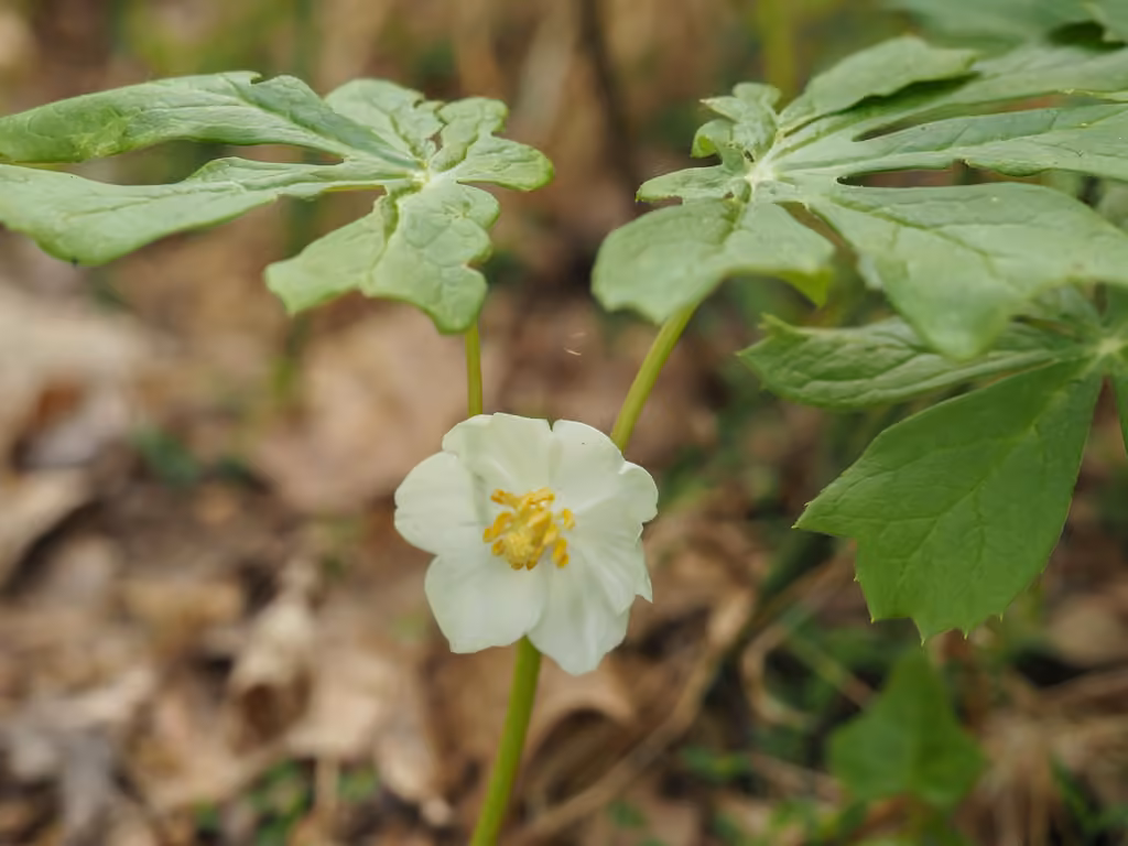 Podophylle pelté