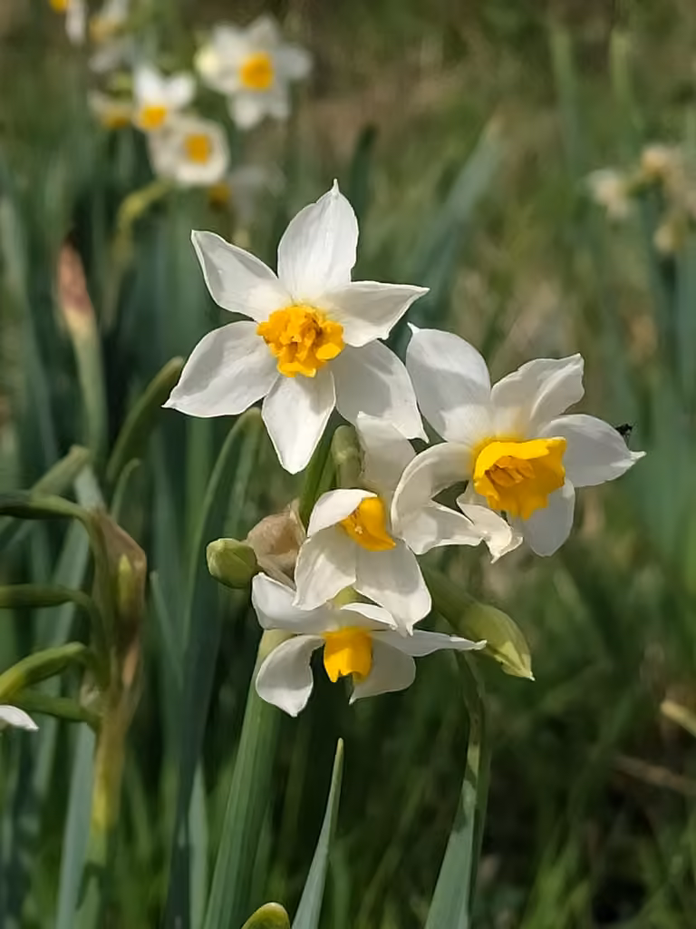 Cream narcissus, photo 3 of 5