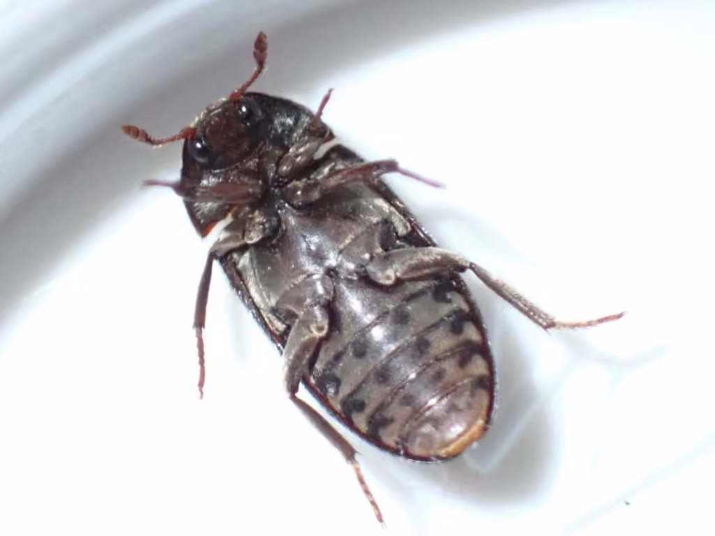 Black larder beetle, Adult