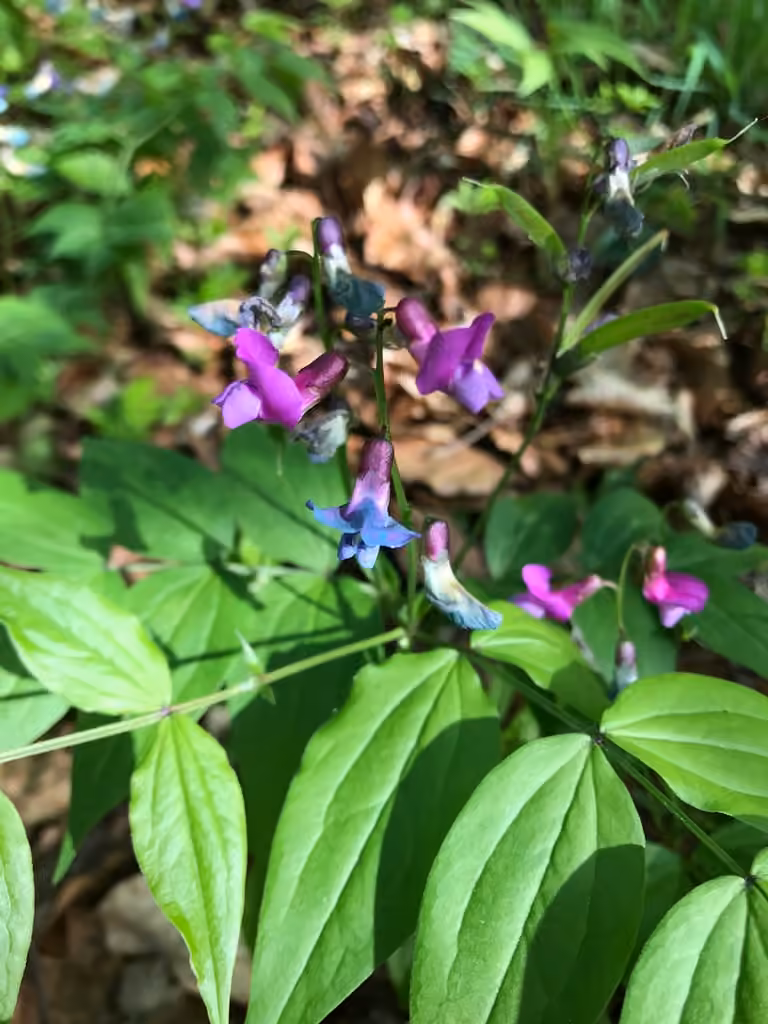 Spring vetch, photo 3 of 5
