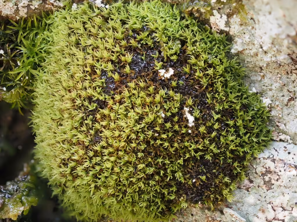 Grimmia dry rock moss, photo 2 of 5