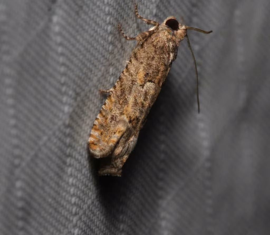 Pale Apple Leafroller Moth, Caterpillar