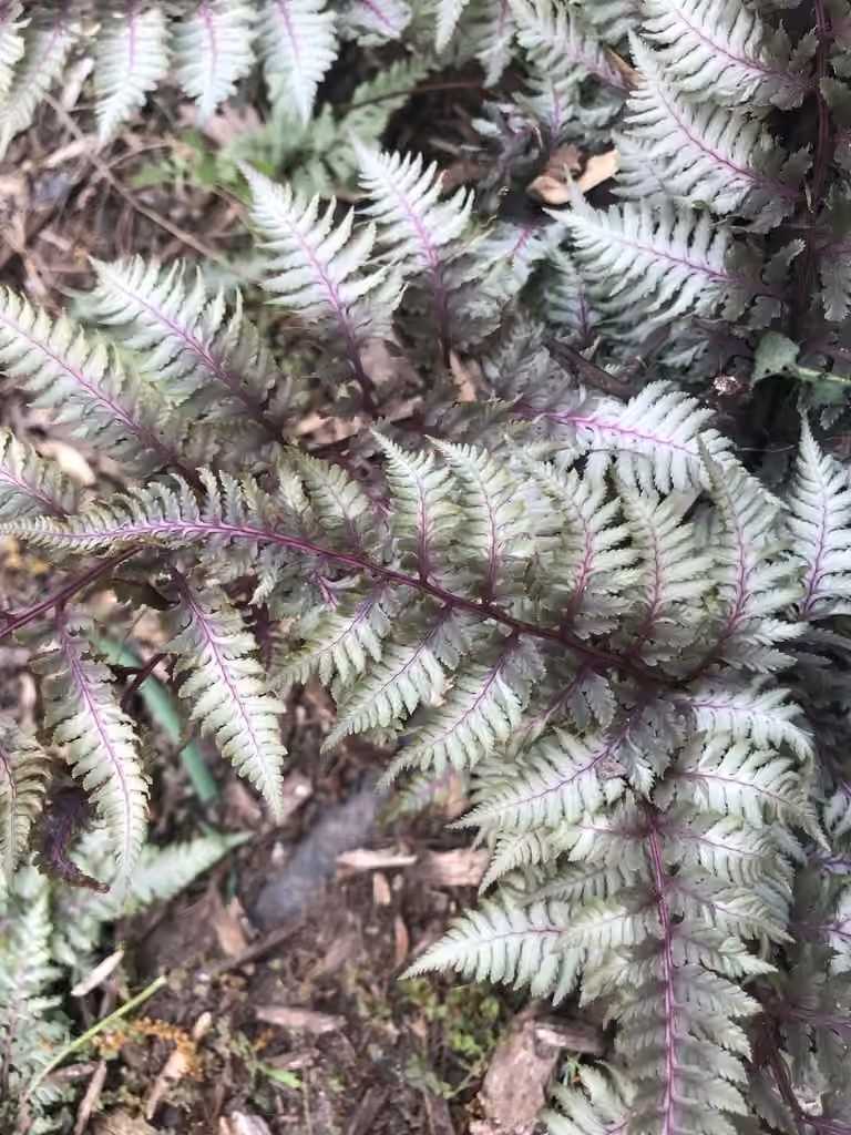 Oriental Ladyfern, photo 3 of 5