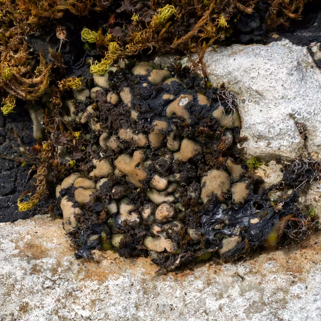 Imbricate Boulder Lichen, photo 1 of 5