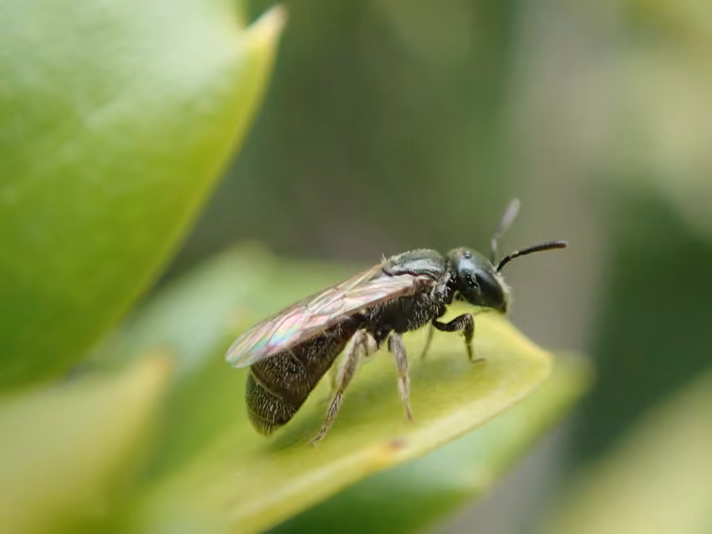 Bristle Sweat Bee