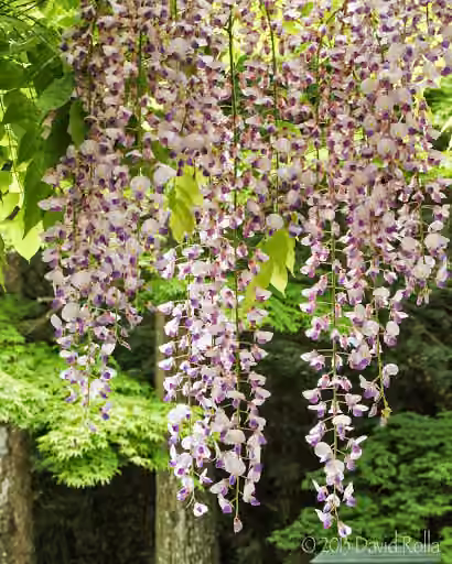 Glycine du Japon