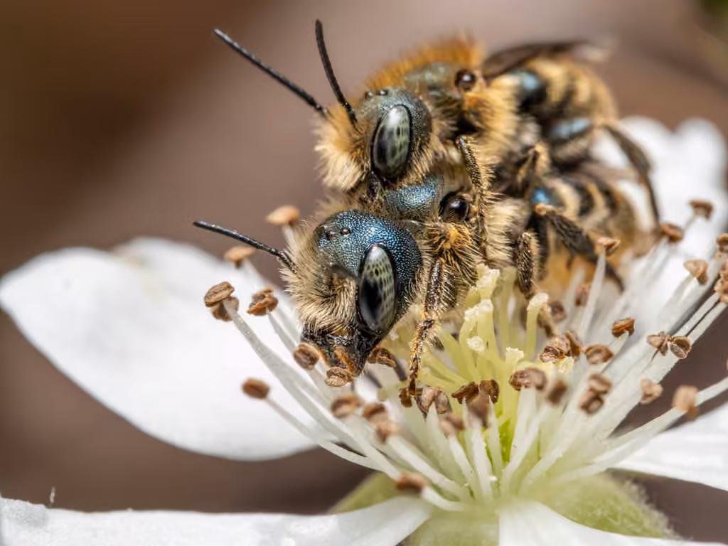 Georgia Mason Bee