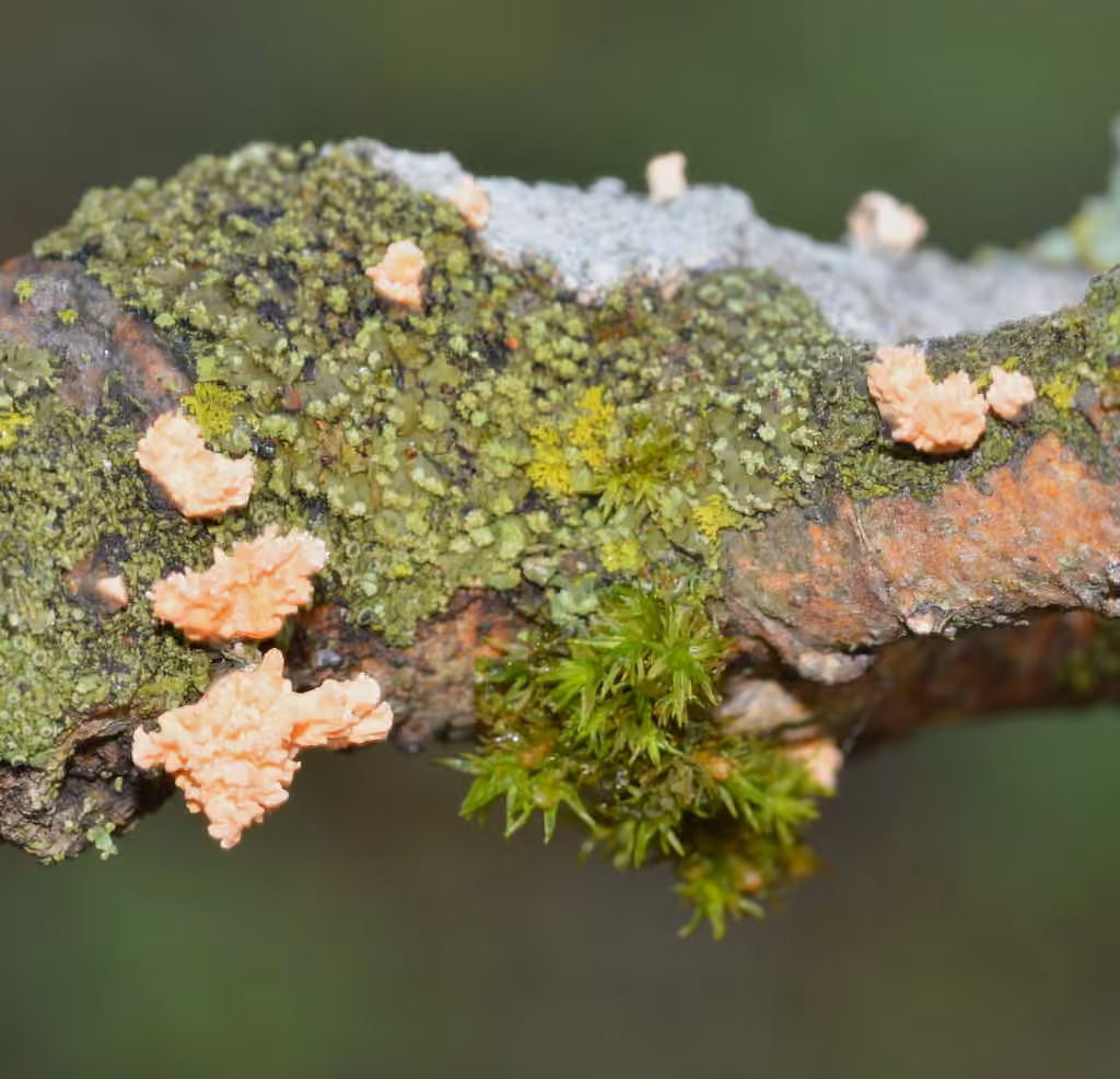 Xylaria flabelliformis, photo 3 of 5