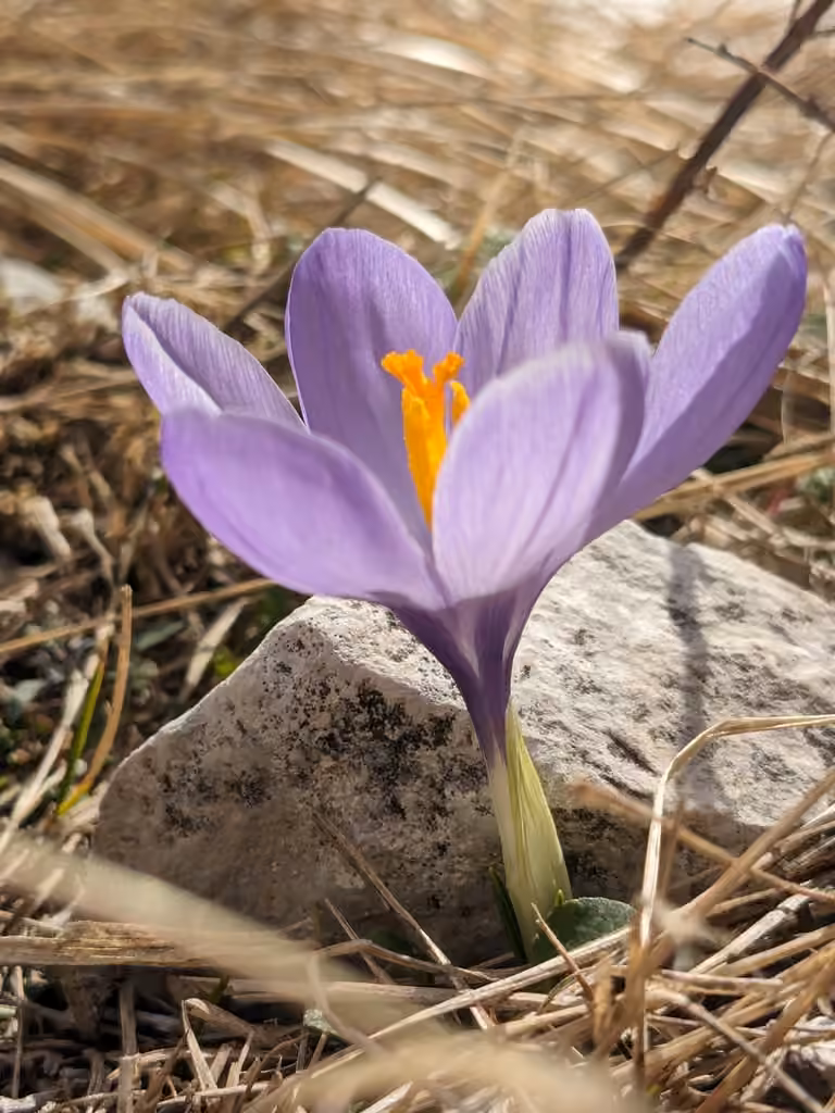 Spring crocus, In flower