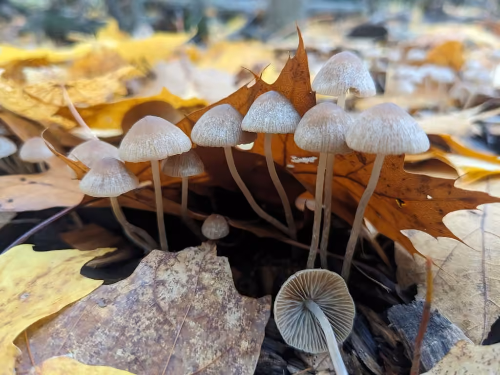 Psathyrella sublatispora, photo 1 sur 5