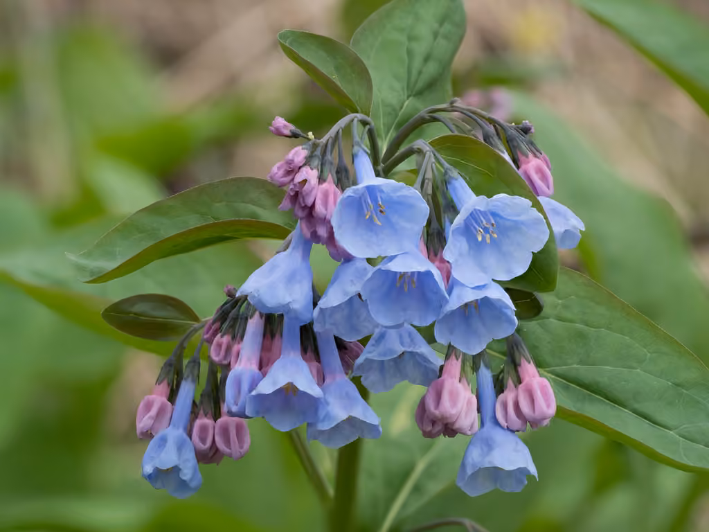 Virginia bluebells, In flower