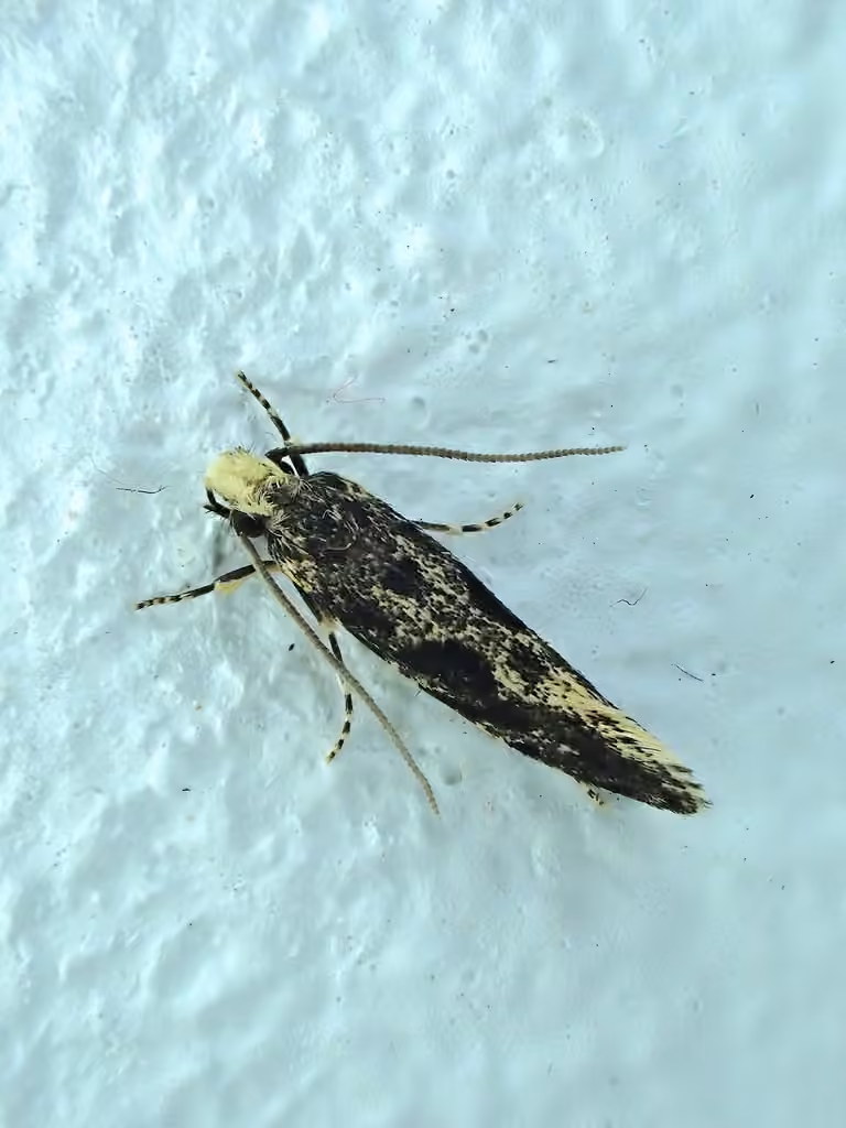European grain moth, photo 3 of 5